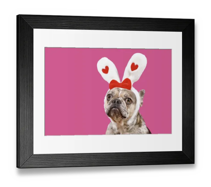 Framed Print : Funny merle French Bulldog dog wearing Easter bunny ear headband with hearts on pink background with copy space