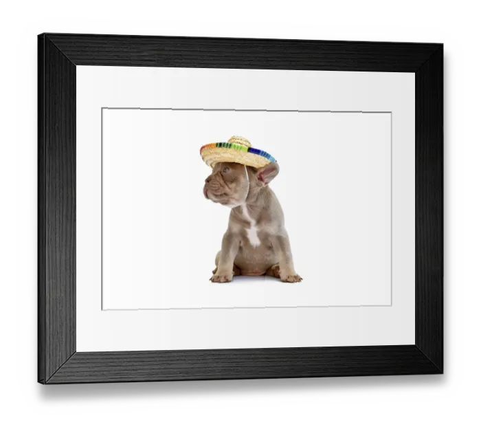 Framed Print : Cute French Bulldog dog puppy with summer straw hat on white background