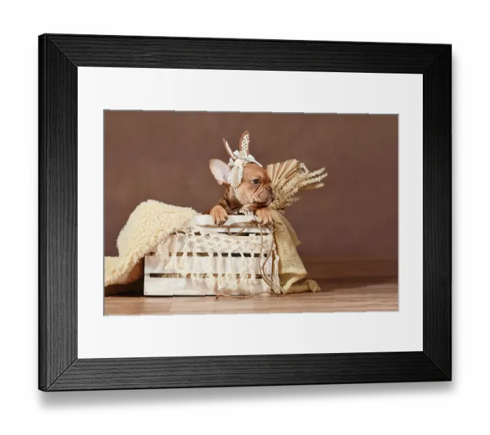 Framed Print : Mocca French Bulldog dog puppy with lace bunny ears in box in front of brown background Framed Print : Mocca French Bulldog dog puppy with lace bunny ears in box in front of brown background