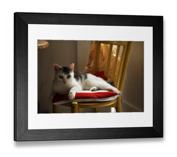 Framed Print : Cat on a chair, London, England, Great Britain