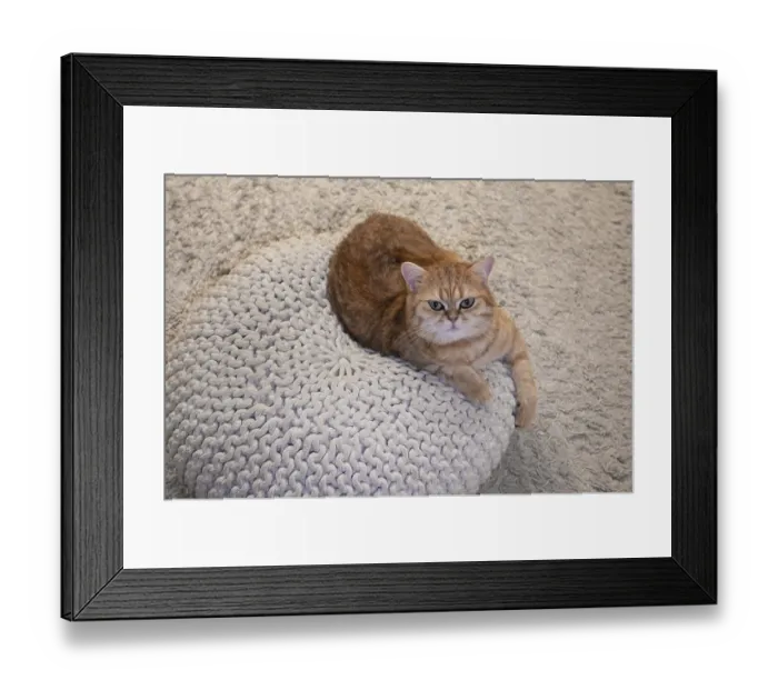 Framed Print : Cat lying in its pillow, Siegen Framed Print : Cat lying in its pillow, Siegen
