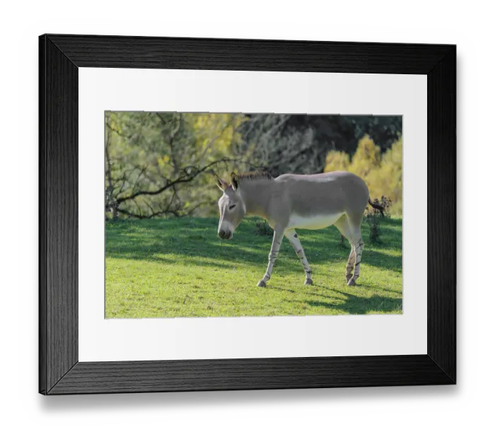 Framed Print : A female Somali wild ass, Equus africanus somaliensis