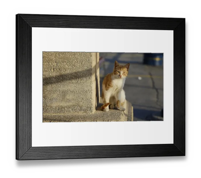 Framed Print : An orange and white cat sitting on a stone wall Framed Print : An orange and white cat sitting on a stone wall