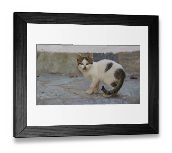 Framed Print : White and brown cat on floor tiles