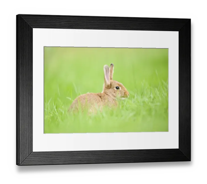 Framed Print : Domesticated rabbit (Oryctolagus cuniculus forma domestica) sitting on a meadow