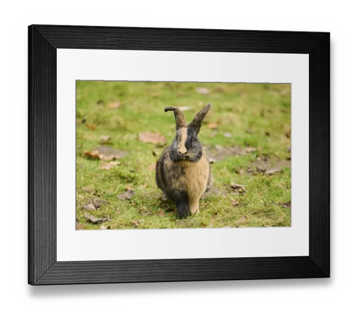 Framed Print : Domesticated rabbit (Oryctolagus cuniculus forma domestica) sitting on a meadow