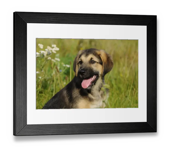 Framed Print : A cheerful puppy with open mouth sitting on a green meadow Framed Print : A cheerful puppy with open mouth sitting on a green meadow