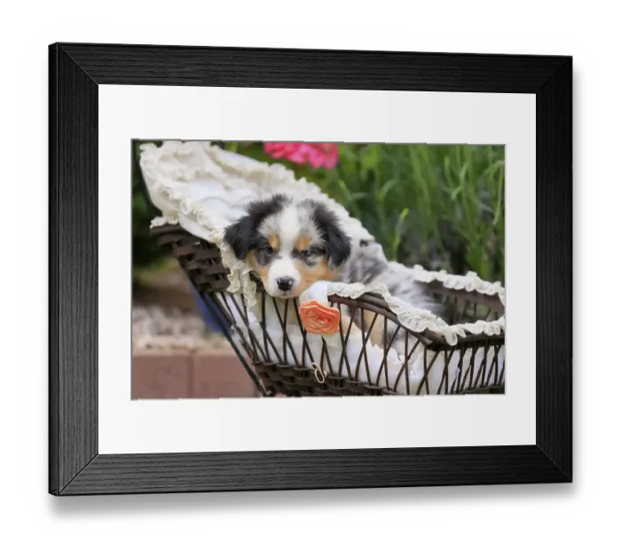 Framed Print : Australian Shepherd domestic dog (Canis lupus familiaris)