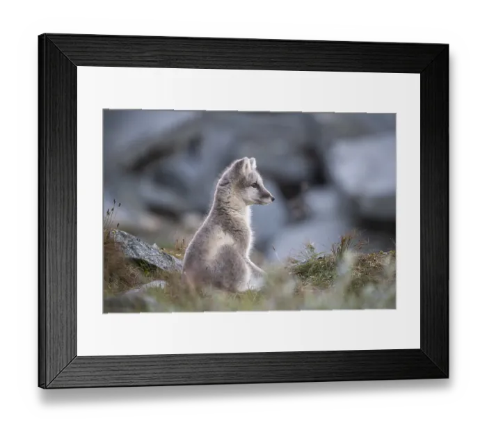 Framed Print : Young arctic fox (Vulpes lagopus) Framed Print : Young arctic fox (Vulpes lagopus)