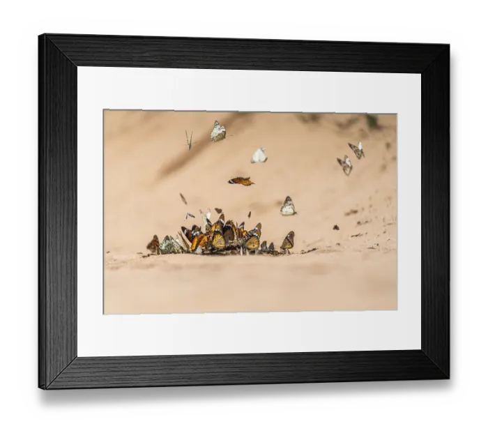 Framed Print : Butterflies gathering on wet sand