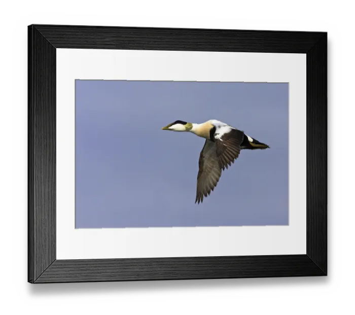 Framed Print : Common eider (Somateria mollissima)