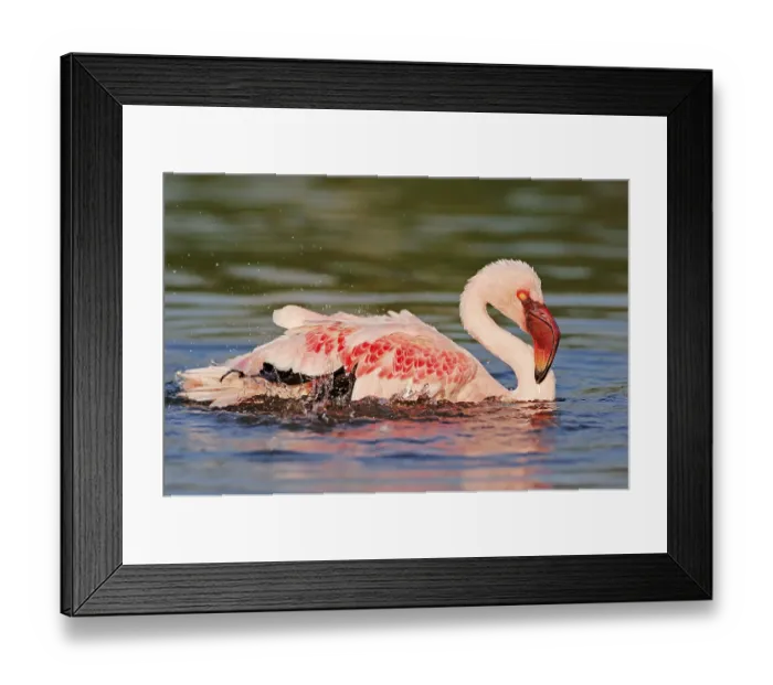 Framed Print : Lesser flamingo (Phoenicopterus minor)