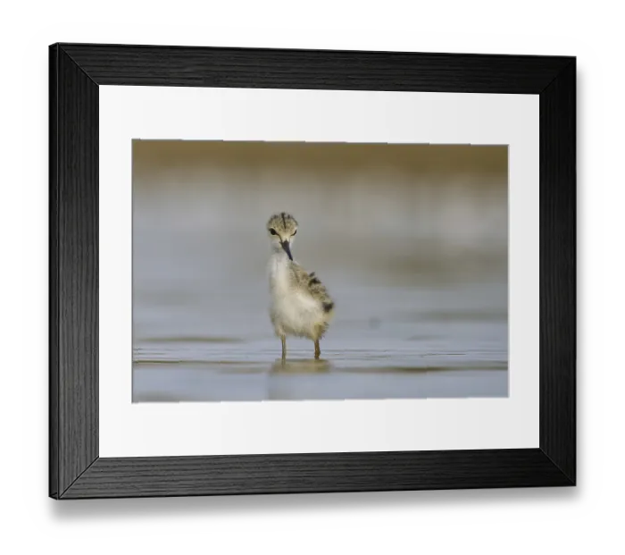 Framed Print : Black-winged Stilt (Himantopus himantopus) chick foraging