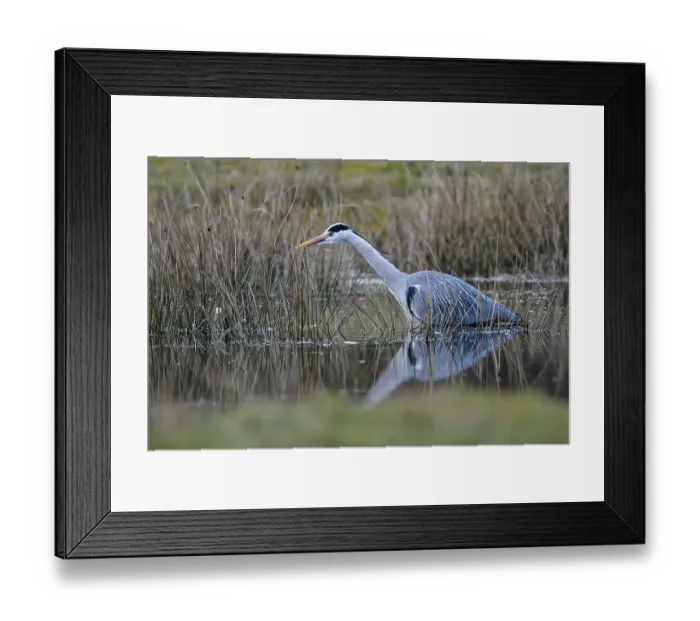 Framed Print : Grey heron (Ardea cinerea), hunting