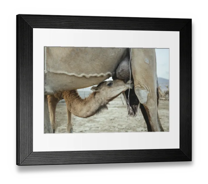 Framed Print : Young camel (Camelus dromedarius) suckling on its mother's udder Framed Print : Young camel (Camelus dromedarius) suckling on its mother's udder