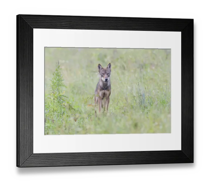 Framed Print : Eurasian Wolf (Canis lupus lupus) Framed Print : Eurasian Wolf (Canis lupus lupus)
