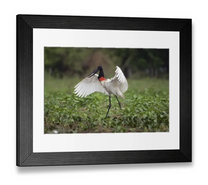 Framed Print : Jabiru (Jabiru mycteria), Pantanal