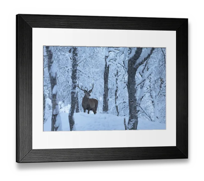 Framed Print : Deer (C) in Polar Park in winter