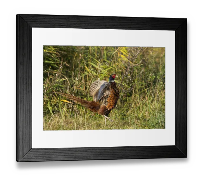 Framed Print : Common Pheasant (Phasianus colchicus)