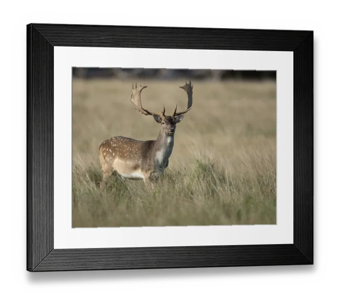 Framed Print : Fallow Deer (Dama dama), Copenhagen Denmark Framed Print : Fallow Deer (Dama dama), Copenhagen Denmark