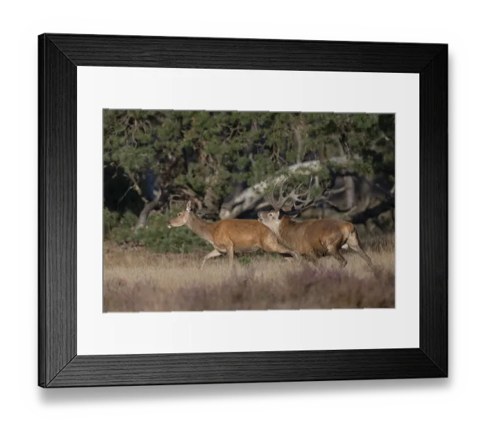 Framed Print : Red deer in rut, Hooge Veluve, Holland Framed Print : Red deer in rut, Hooge Veluve, Holland
