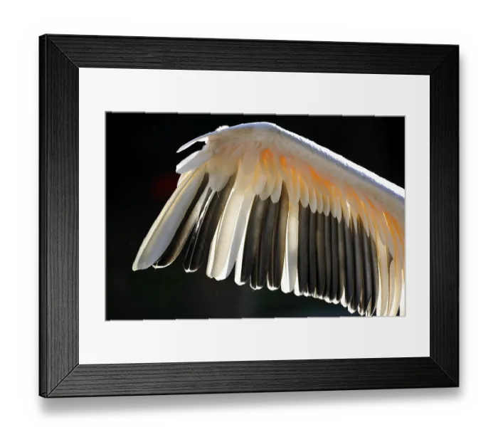 Framed Print : Detail, Wings, White Pelican (Pelecanus onocrotalus) preening Framed Print : Detail, Wings, White Pelican (Pelecanus onocrotalus) preening