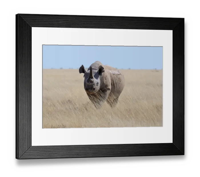 Framed Print : Black rhinoceros (Diceros bicornis) with a single horn and torn ears Framed Print : Black rhinoceros (Diceros bicornis) with a single horn and torn ears