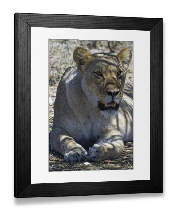 Framed Print : African lion (Panthera leo), lioness lying in the shade of a tree