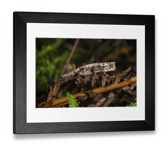 Framed Print : Domergue's leaf chameleon (Brookesia thieli)