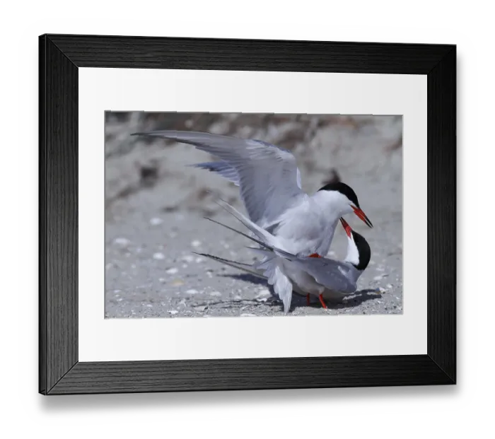 Framed Print : Common Tern (Sterna hirundo), copula