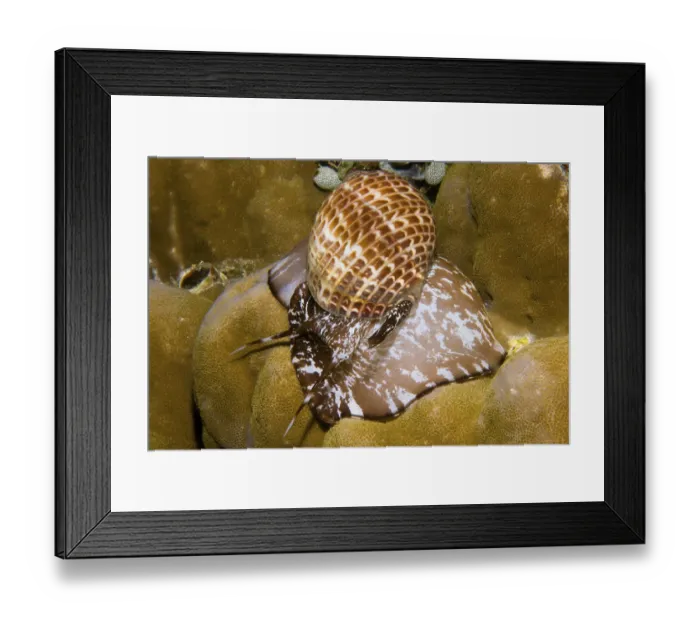 Framed Print : Partridge tun, Tonna perdix Framed Print : Partridge tun, Tonna perdix