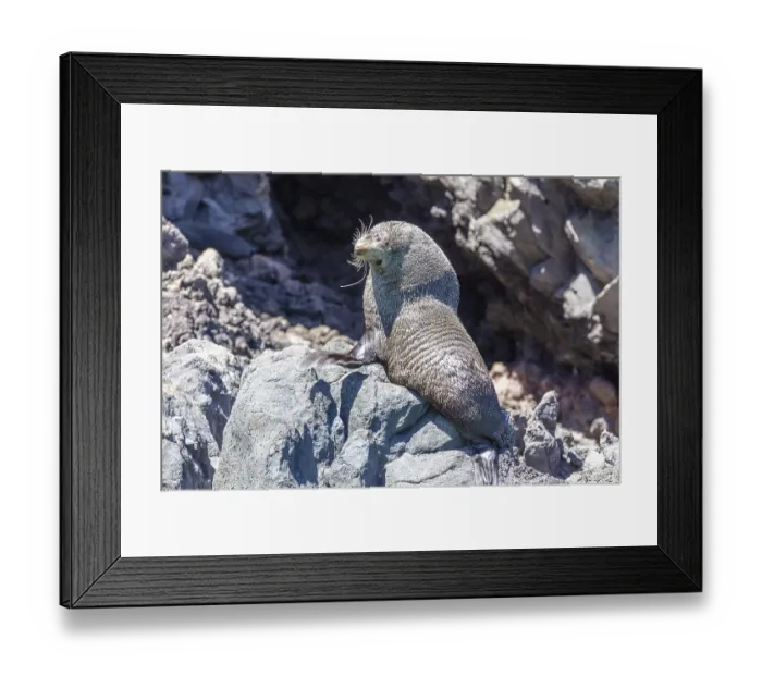 Framed Print : Robben (Pinnipedia), Bootsfahrt Framed Print : Robben (Pinnipedia), Bootsfahrt