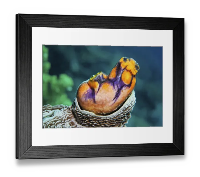Framed Print : Sea Squirt (Polycarpa aurata) growing into the madrepore