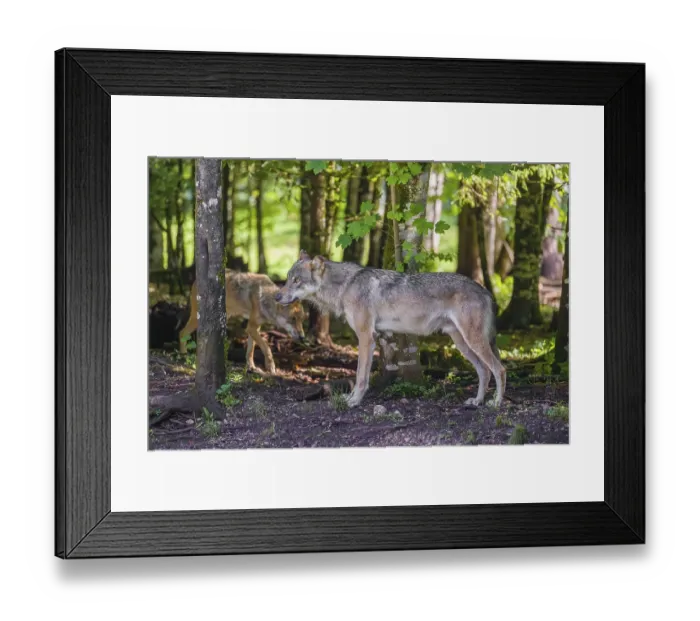 Framed Print : A male grey wolf (Canis lupus lupus)