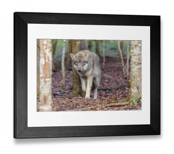 Framed Print : A young grey wolf (Canis lupus lupus) stands in the forest on an overcast day