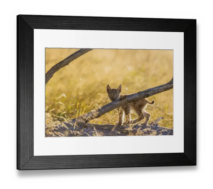 Framed Print : One young (10 weeks old) male Eurasian lynx