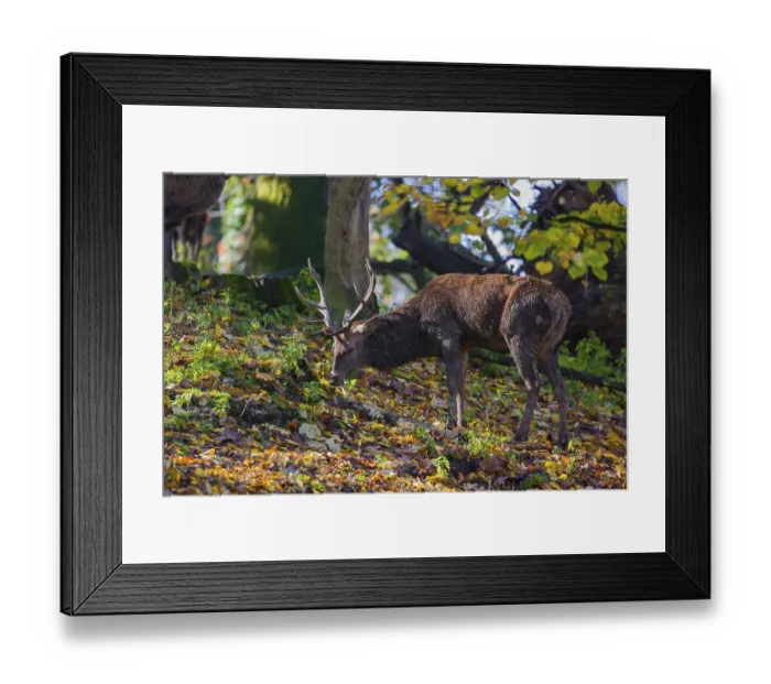Framed Print : A Red Deer stag (Cervus elaphus) stands in a forest