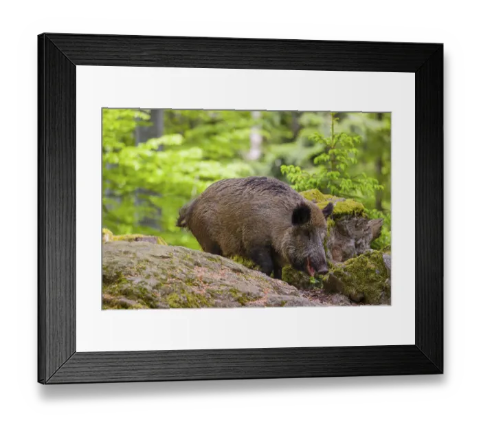 Framed Print : Wild boar (Sus scrofa) forages for food on the forest floor
