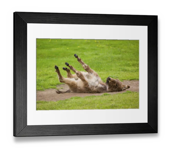 Framed Print : A mixed breed donkey foal takes a dust bath
