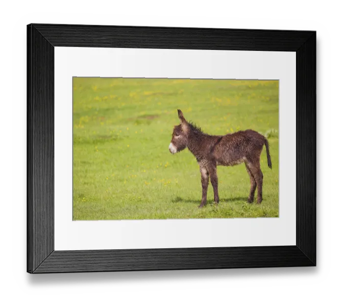 Framed Print : A mixed breed donkey foal stands in a meadow and stretches itself