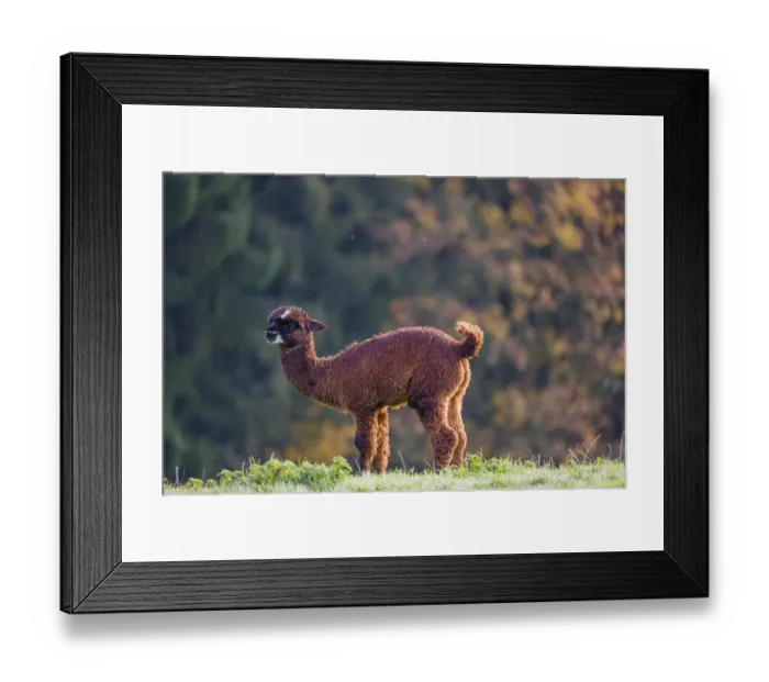 Framed Print : A young brown Alpaca (Vicugna pacos) stands on a green meadow Framed Print : A young brown Alpaca (Vicugna pacos) stands on a green meadow