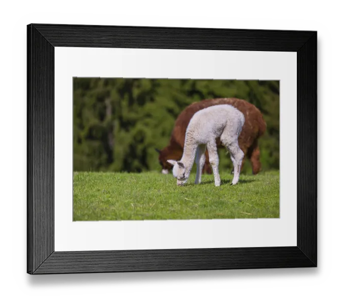 Framed Print : One brown female Alpaca (Vicugna pacos) stands with her young on a fresh green meadow
