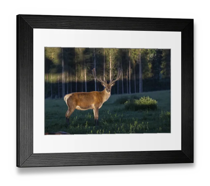 Framed Print : One Altai maral stag Framed Print : One Altai maral stag