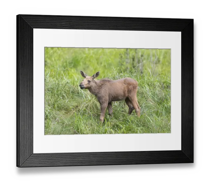 Framed Print : Moose (Alces alces) calf standing on a wet meadow