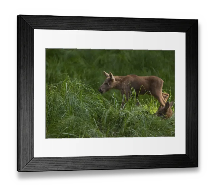 Framed Print : Two baby moose or elk, Alces alces