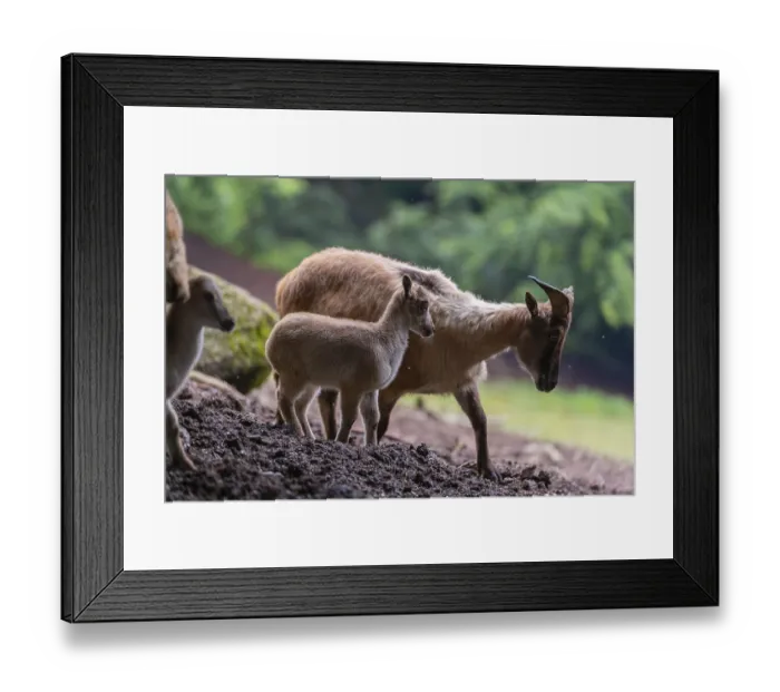 Framed Print : A female Himalayan tahr (Hemitragus jemlahicus) stands on a forest edge with one young