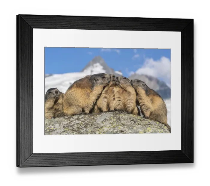 Framed Print : Group of Alpine Marmots, Marmota marmota