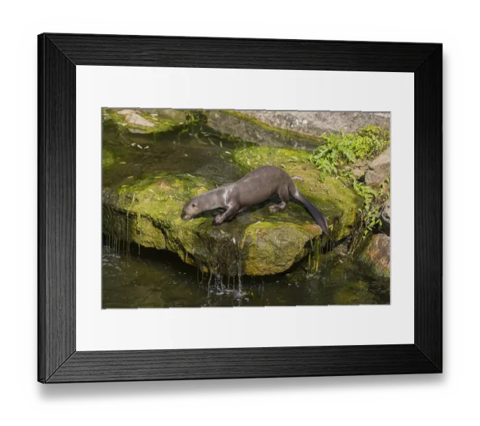 Framed Print : One giant otter or giant river otter (Pteronura brasiliensis)
