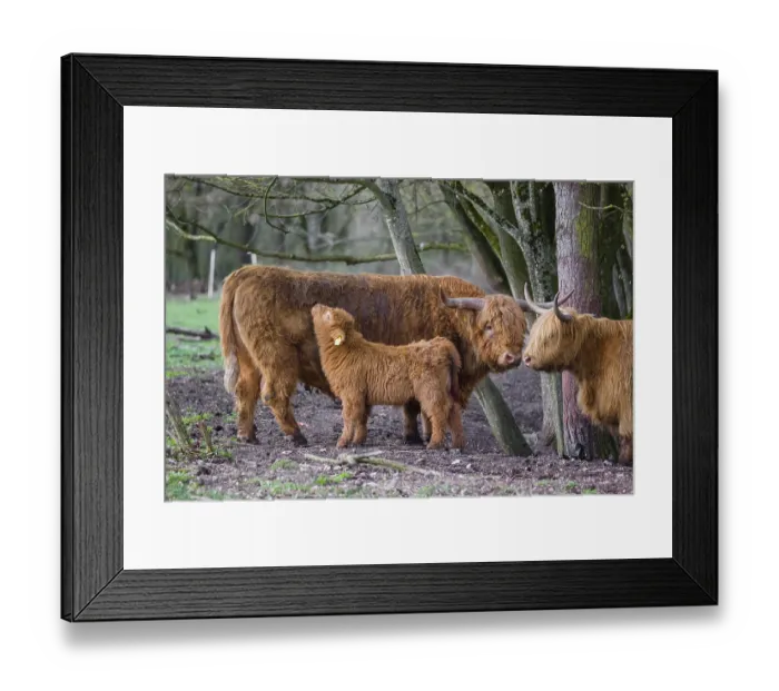 Framed Print : A family of Highlands (Bos (primigenius)
