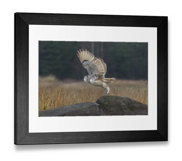 Framed Print : One Siberian Eagle Owl (Bubo bubo sibiricus)